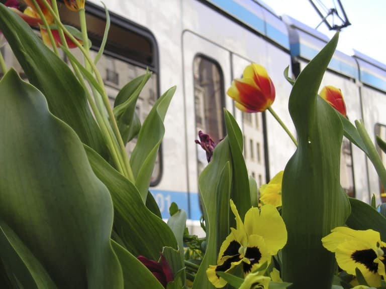 Tram and tulips in Grenoble, France