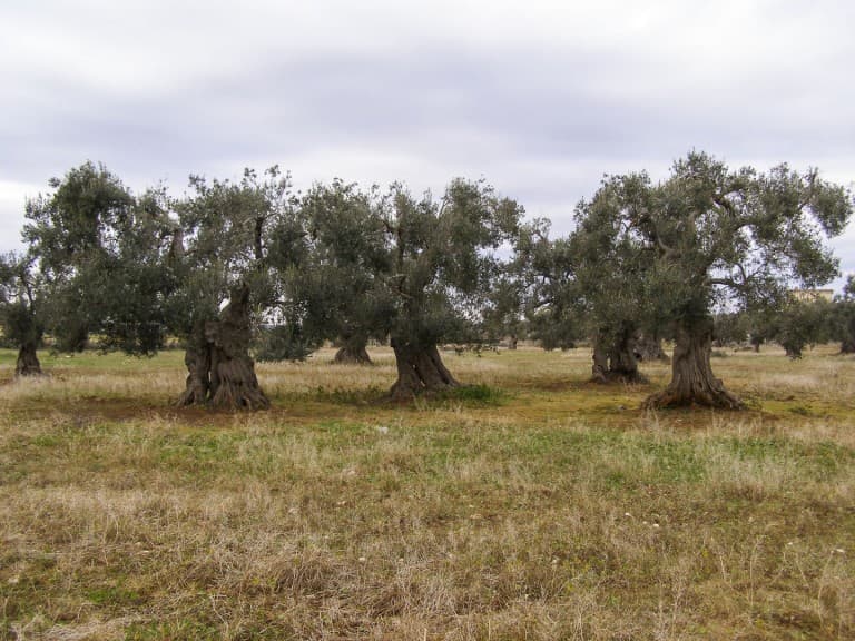 Centuries-old olive trees with the strange shapes