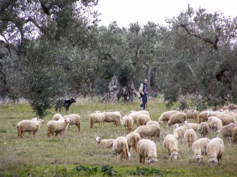 A shepherd with his sheep in olive groves