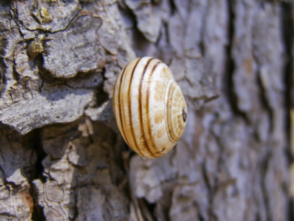 A snail resting on the tree in Puglia