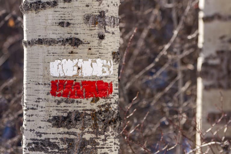 Signs painted on the mountain trees for orientation