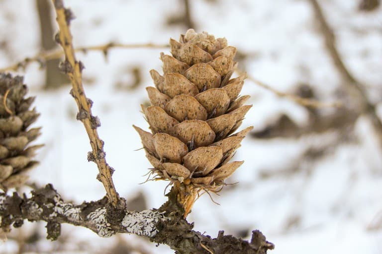 A pine cone on a tree of the winter forest