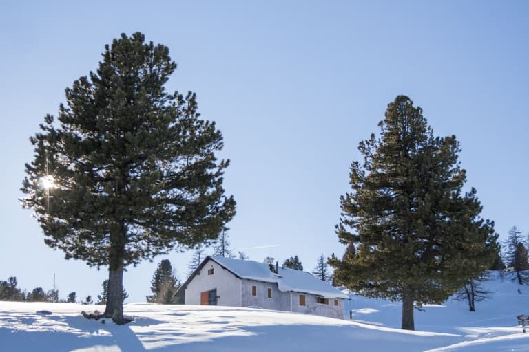 The refuge of the “Capanna Mautino” between two trees