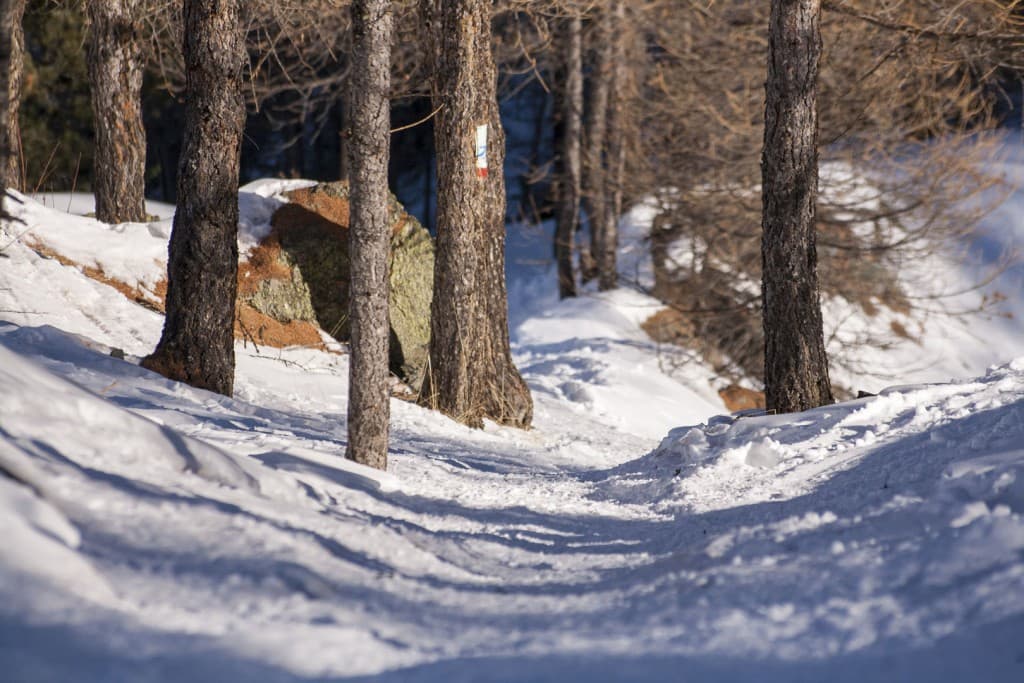 Snow-covered road and trees with signs