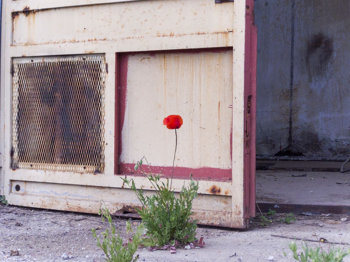 Poppy Flower at Unknown Abandoned Factory in Nichelino, Italy