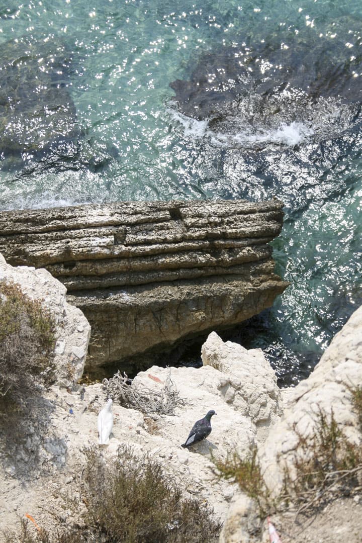 Benidorm (Alicante) – Spain, Two Pigeons Sitting on Sea Rocks