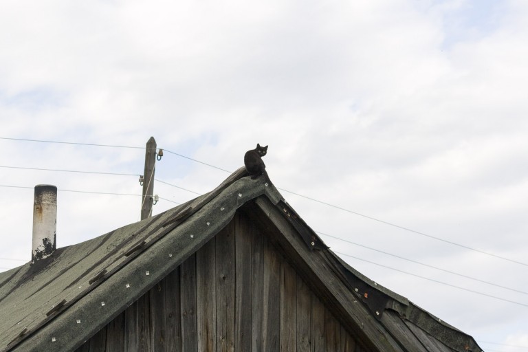 Cat on the Roof in Dzerzhinsk, Nizhegorodskaya Oblast – Russia