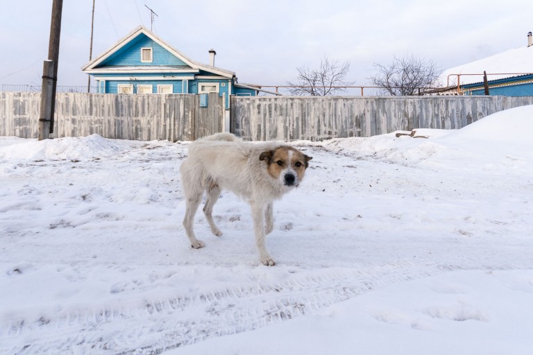 Dog on the Snow in Dzerzhinsk, Nizhegorodskaya Oblast – Russia
