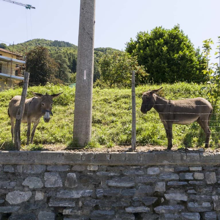 Two Donkeys Near Lugano Lake in Italy