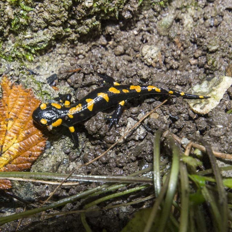 Salamandra in the Woods Between Como and Lugano Lakes in Italy