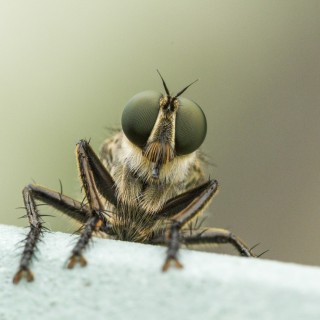 Bugs Macro Photography